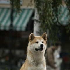 Dias Mustafaev, 12.09.1999