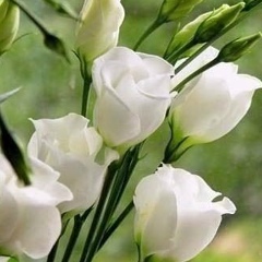 Гульнар Калилаева, 01.06.1968, Алматы