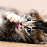 Le Lo, 03.12.1979, Санкт-Петербург