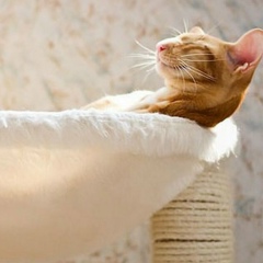 Патриция Клиопа, 27.12, Москва