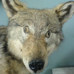 Игорь Лопатин, 29.06.1984, Санкт-Петербург