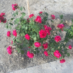 Айнур Арепбаева, 29.11, Атырау