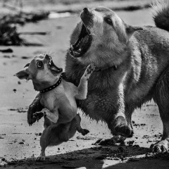 Gabichka Nyam-Nyam, 16.05, Санкт-Петербург