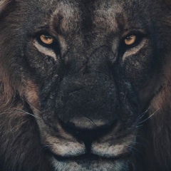 Файз Алиев, 13.02