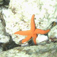 Davidos Salva, 06.09.1984, Москва