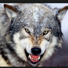 Алексей Денисов, 06.11.1986, Las Vegas