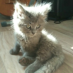 Александр Дор