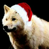 Волк Одиночка, 06.05.1905