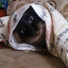 Ольга Калупова, Темиртау