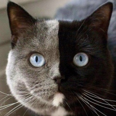 Анюта А, Ереван