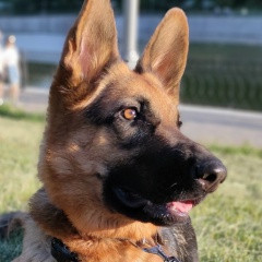 Алексей Крапивин, Москва