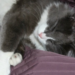 Дамир Баширов, 24.11.1982, Москва