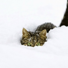 Дмитрий Булдаков, 21.02, Москва