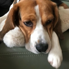 Олена Бектимирова, 24.10.1988