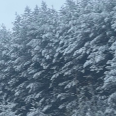 Шах Шах, 13.01.1993, Москва