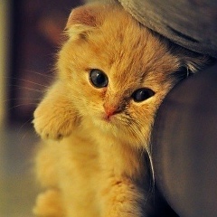 Евгения Кошкина, 02.03.1986, Москва