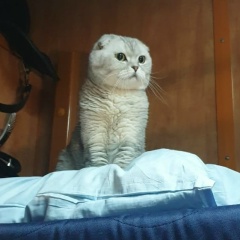 Вера Майер, Санкт-Петербург