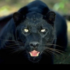 Kamran Mamedov, 20.08.1987, Гянджа