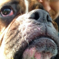 Дмитрий Велюш, 02.12, Houston