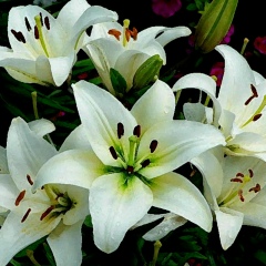 Лилия Валеева, 09.03.1980, Казань