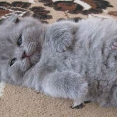 Шурка Галацан, 14.03.1981