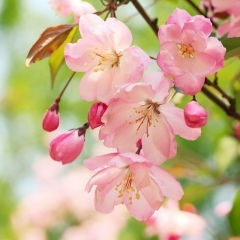 Дана Хапалажева, 17.01.1979, Нальчик