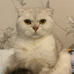 Тимур Klic, 23.10, Москва