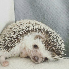 Дмитрий Ямковой, 21.08, Киев