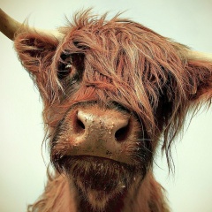 Василий Волков, Санкт-Петербург