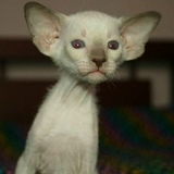 Ирина Янковская, 30.11.1983, Мончегорск