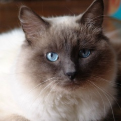 Александр Гинин, 27.11.1964, Tieffenbach