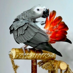 Елена Жако-Выкормыши, 17.12, Москва