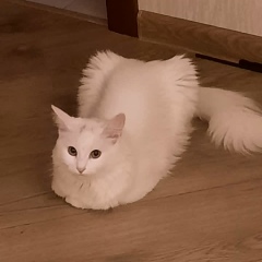 Zoya Zoya, 17.07, Москва