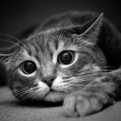 Расул Мусаев, 06.09.1998, Хасавюрт