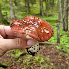 Александра Александра