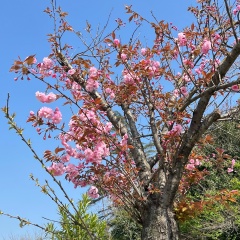 Ayna Ozd, 25.06