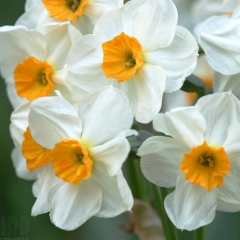 Алина Ковалева, 01.01.1989, Санкт-Петербург