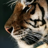 Николай Горовцов, 31.10.1989, San Francisco