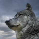 Влад Гай, Воронеж