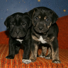 Doinita Creciun, 25.10.1993, Бельцы