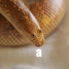 Soft Snake, 20.11.1999, New York City