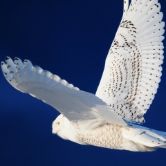 Павел Антонюк, 30.04.1983, Одесса