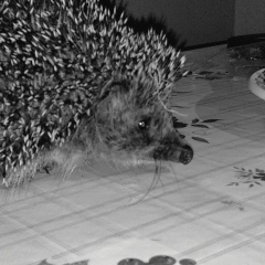 Викторд Леванин, 20.09, Самара