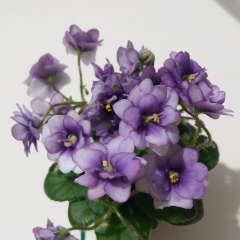 Светлана Саулина, Самара