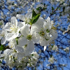 Мария Яхно, 15.01, Санкт-Петербург