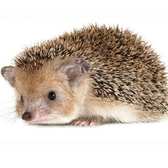 Евгений Бухаров, 25.04.1986, Москва