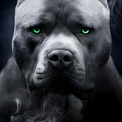 Дмитрий Петрожицкий, 07.08.1990, Санкт-Петербург