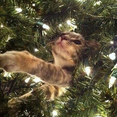 Кямаля Мамедова, 18.01, Сумгаит