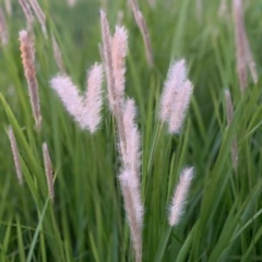 Aung Minmin Thant, 03.02.1985