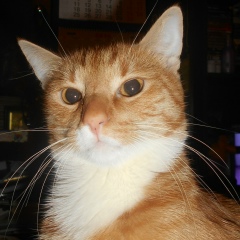 Dj Alex, 13.03, Санкт-Петербург